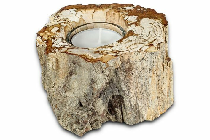 Polished Petrified Wood Candle Holder - Madagascar #337575